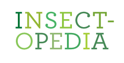 Insectopedia